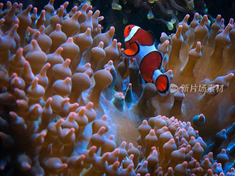 Coral Reef Sea Plant Clown Fish Swimming